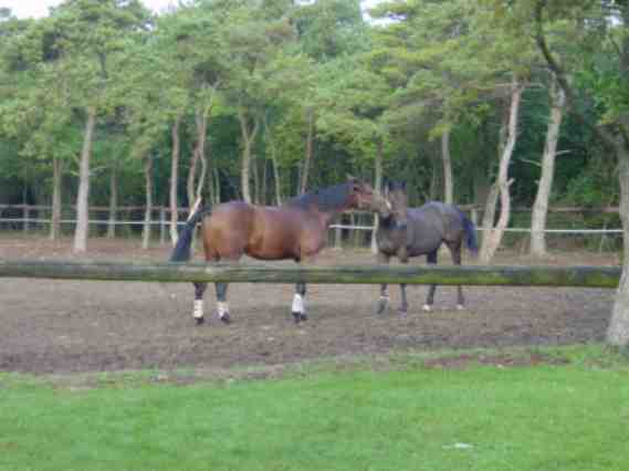 Escuela del montar a caballo(francesa versin)